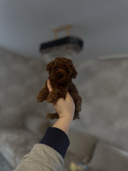 Дівчинка Китай Ред Браун той пудель мальтипу