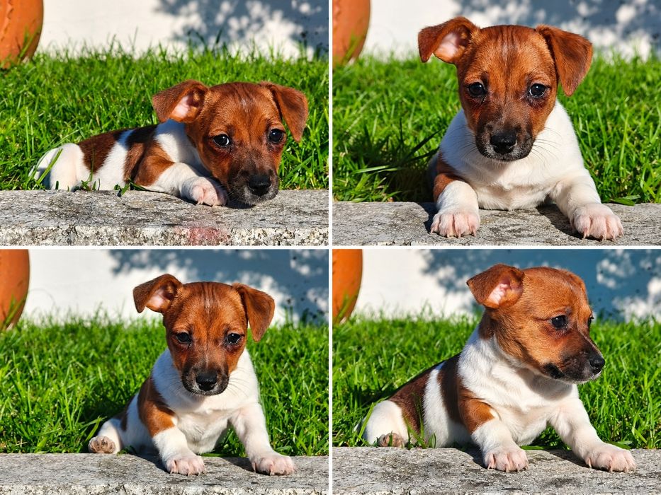 Jack Russel Terrier fêmea