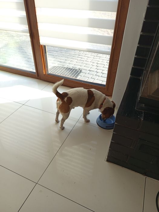 Jack Russell Terrier