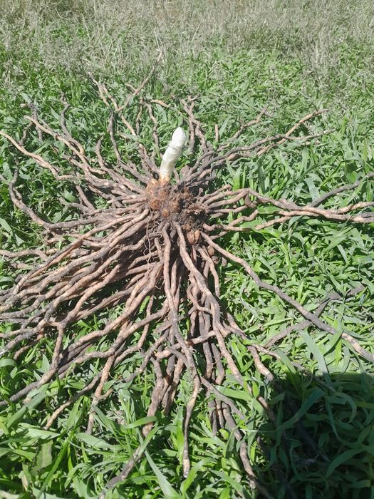 Саджанці спаржі Mary Washington 1, 2, 3 річні