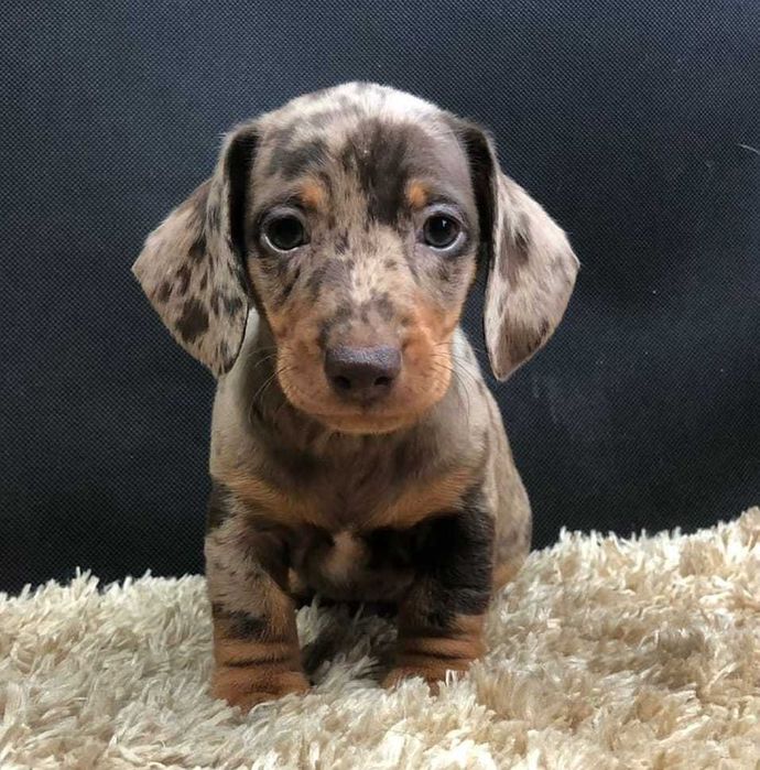 Teckel choco merle