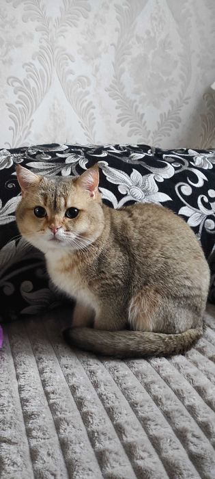В'язка кота британська золота шиншила
