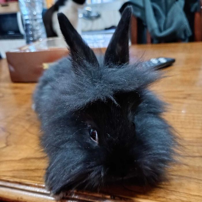 Cedo Coelhos  Angora