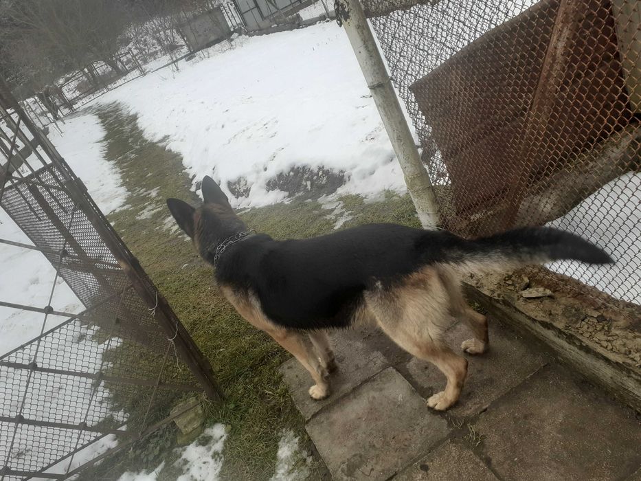 Німецька Вівчарка  кобель злучка в'язка