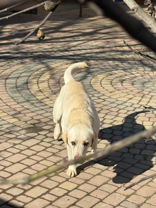 Лабрадор для вʼязки