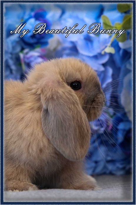 Młody Królik Mini Lop - Harlequin