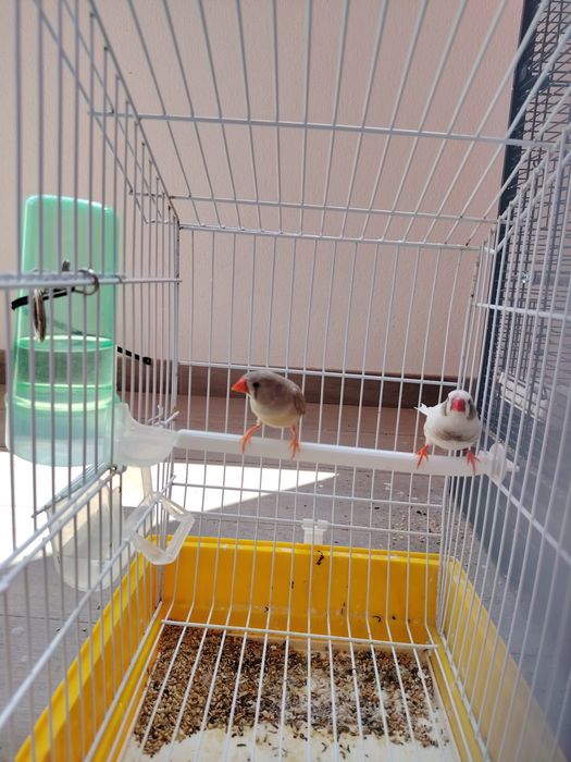 Diamante Mandarim (Casal)