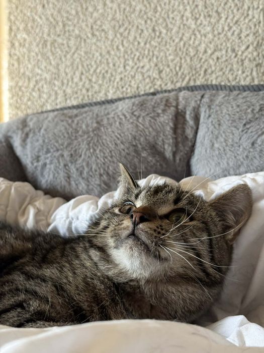 Cudowny Joko szuka domu