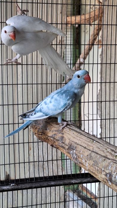 Ring necks varias mutações 2024 e 25