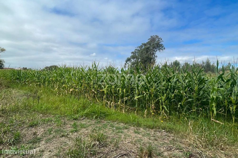 Terreno | Cultivo | Venda — Válega, Aveiro