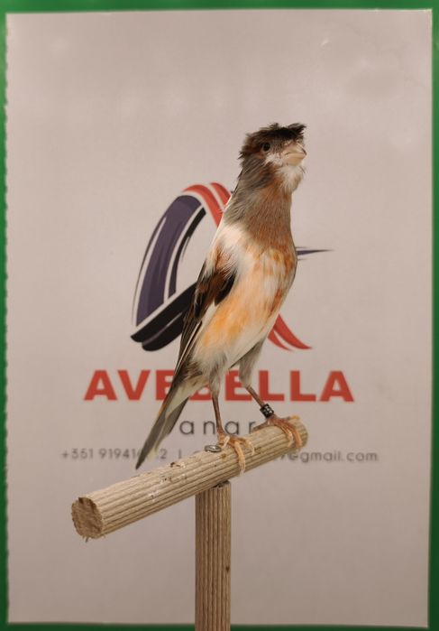 Canários arlequim português