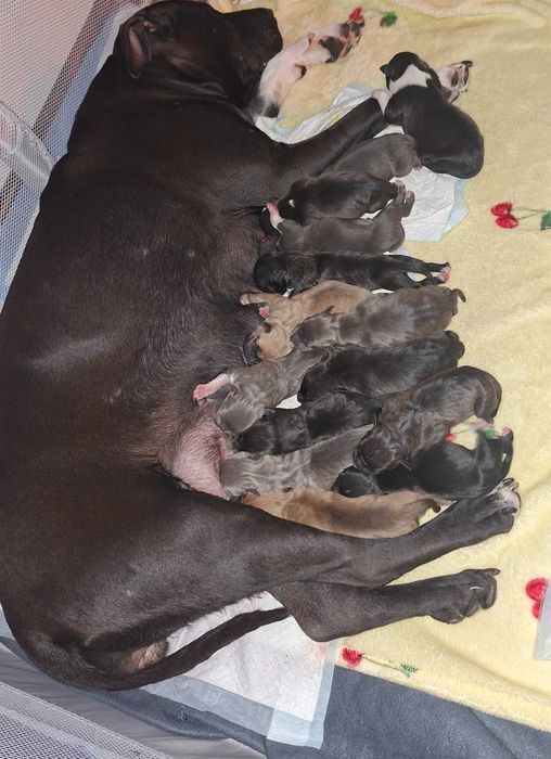Amstaff American StaffordShire