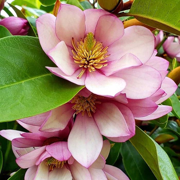 Magnolia wieczniezielona "Fairy Blush", pachnąca!