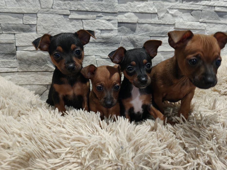 Pinczer miniatura z metryką