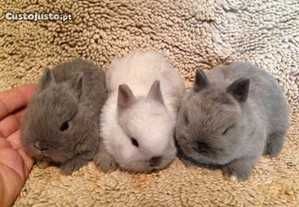 Coelhos anões meigos desparasitados e vacinados