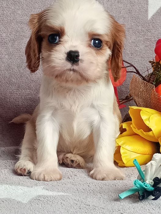 Cavalier kinng spaniel chlopak