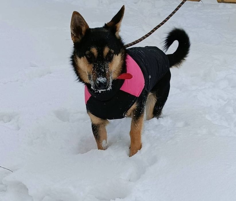 Malutki psi ideal do adopcji