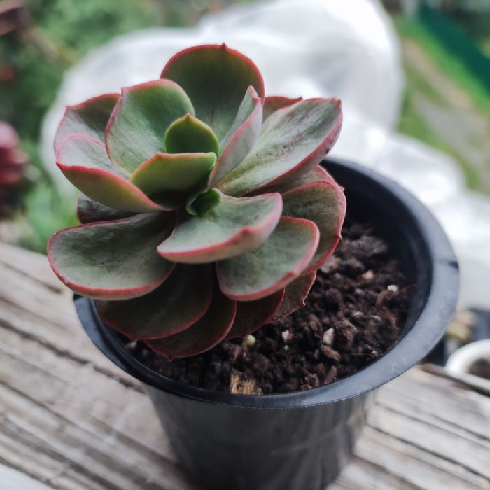 echeveria unguiculata