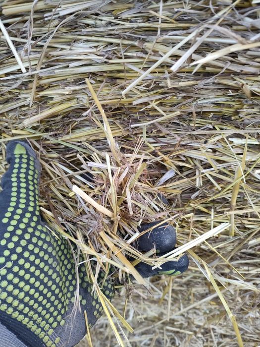 Sprzedam siano bele 160cm