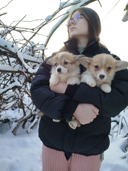 Вельш коргі малюки