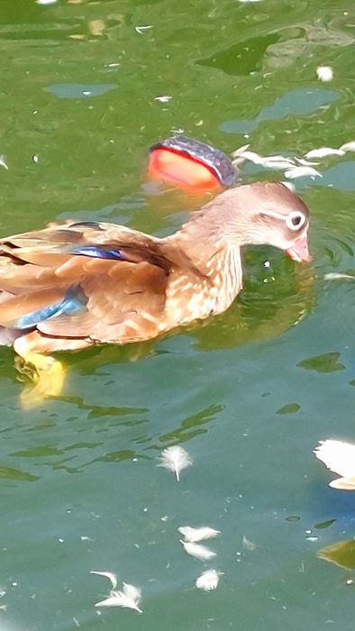 Patos mandarins  canelas  e ancestrais