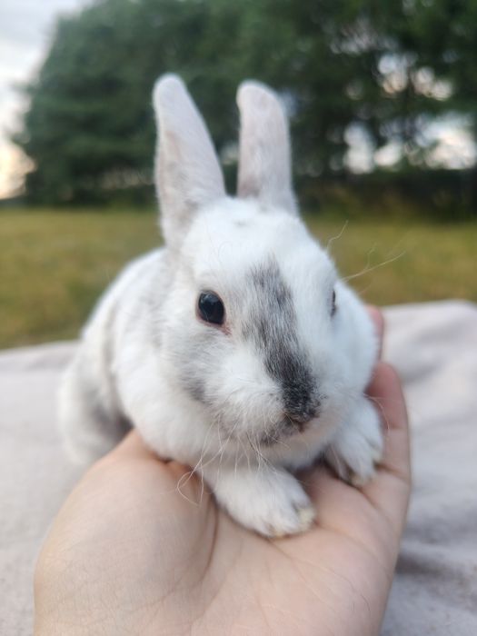 Króliczek królik króliczki Rex karzełek