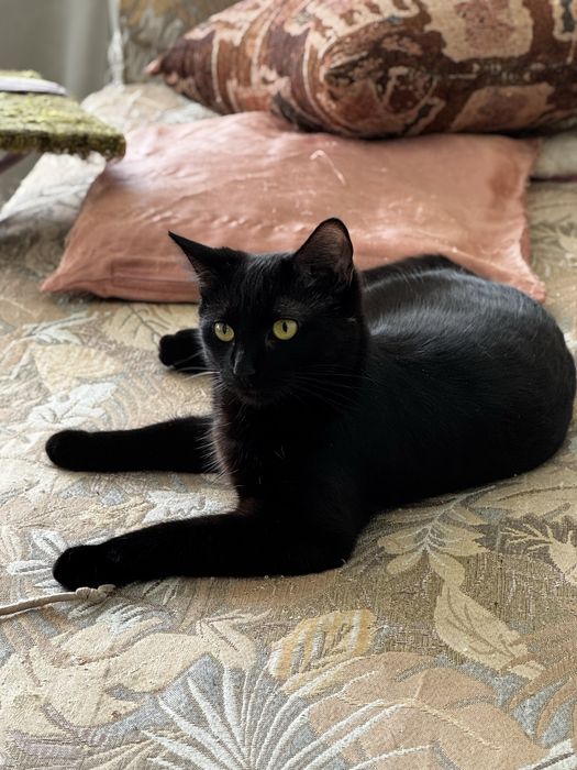 Маша в пошуку родини!