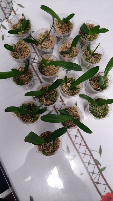 Орхідея/Адаптовані дітки з фласки