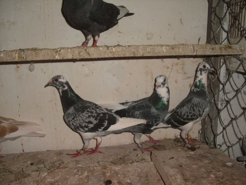 golebie pocztowe nr9