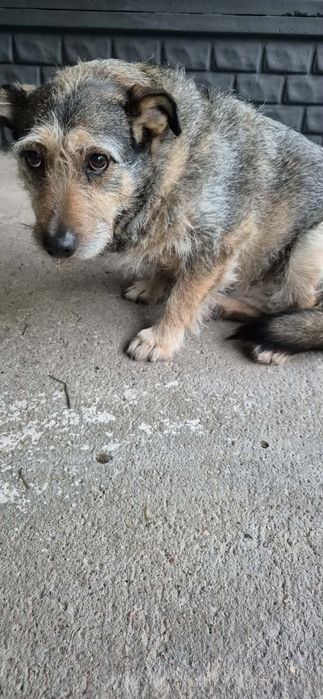 Mała sierotka do adopcji.