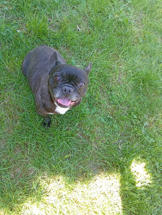 Buldog francuski sunia czarna