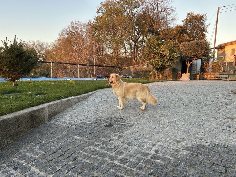 Golden Retriever macho