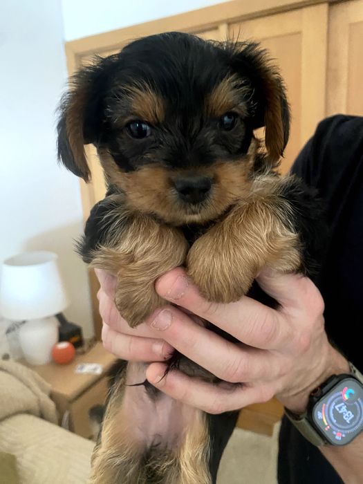 Yorkshire Terrier Lumiar