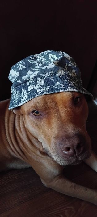 Молодий пітбуль хлопчик для в'язки
