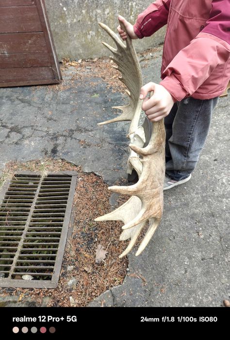 Piękny wieniec łosia