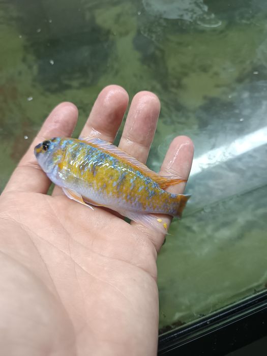 Casais de Labeotropheus Trewavasea Border