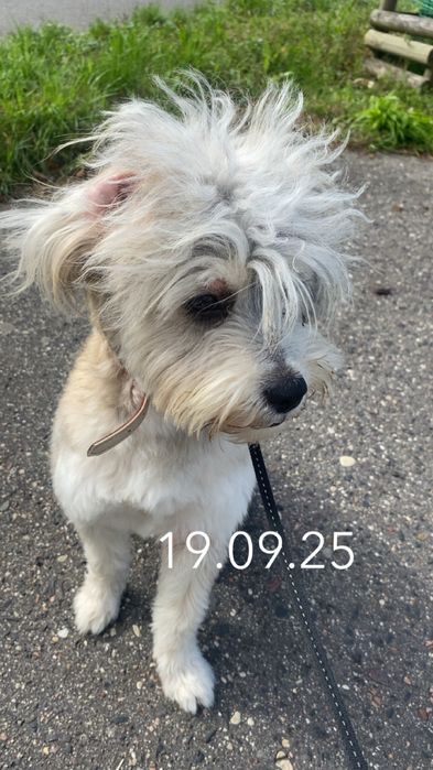 Oddam pieska w dobre rece