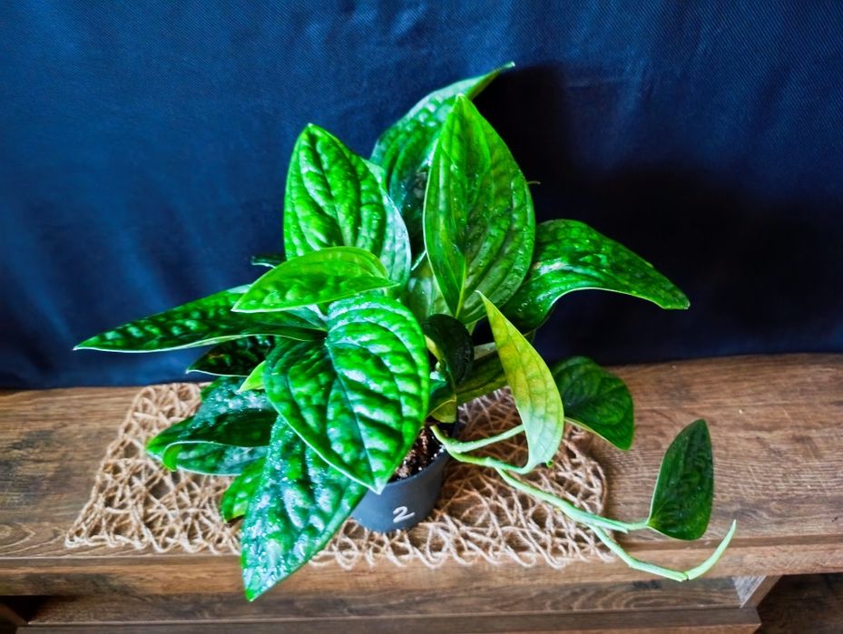 Епіпремнум Marble Planet