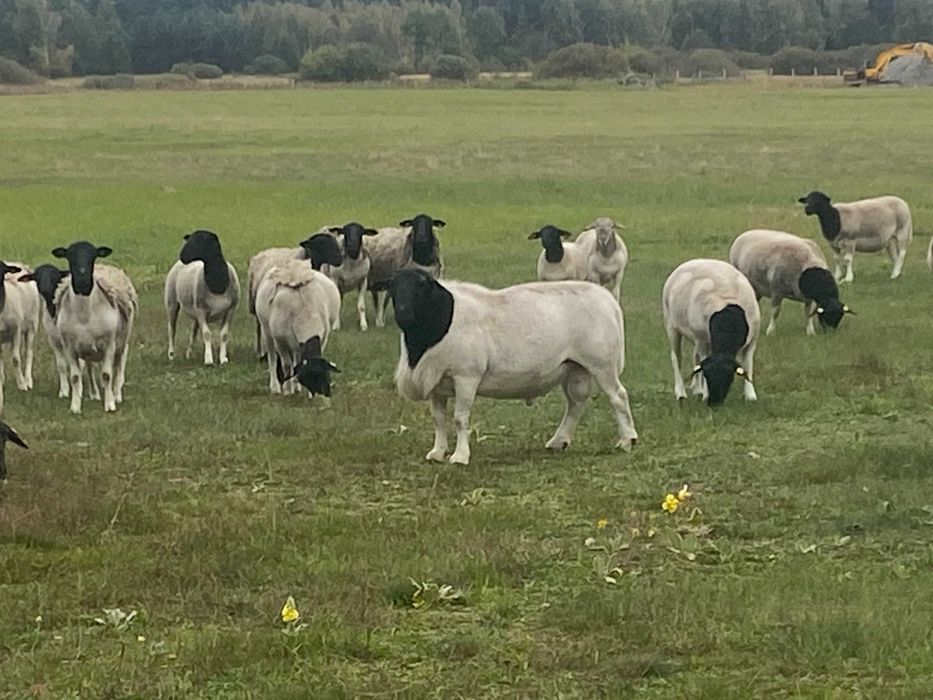 baranki dorper po wybitnych rodzicach