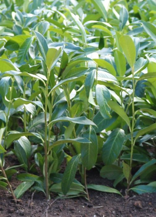 Lauros sebe - raiz nua