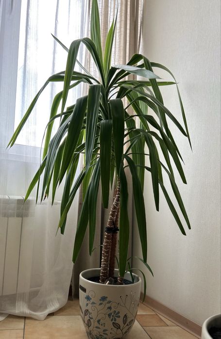 Юка (юкка), пальма