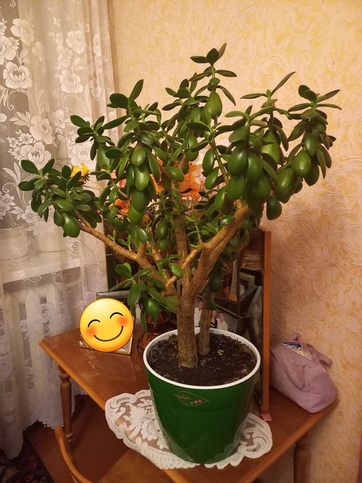 Денежное дерево цветок