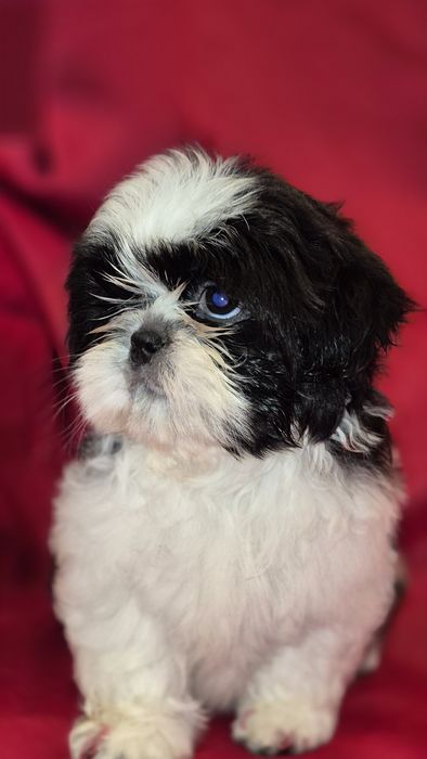 Shih Tzu suczka czarno -biała