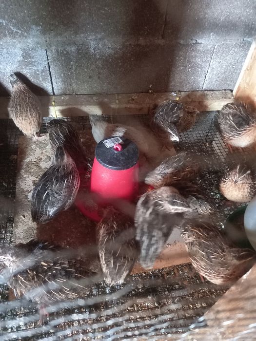 Codornizes Gigantes (várias mutações)