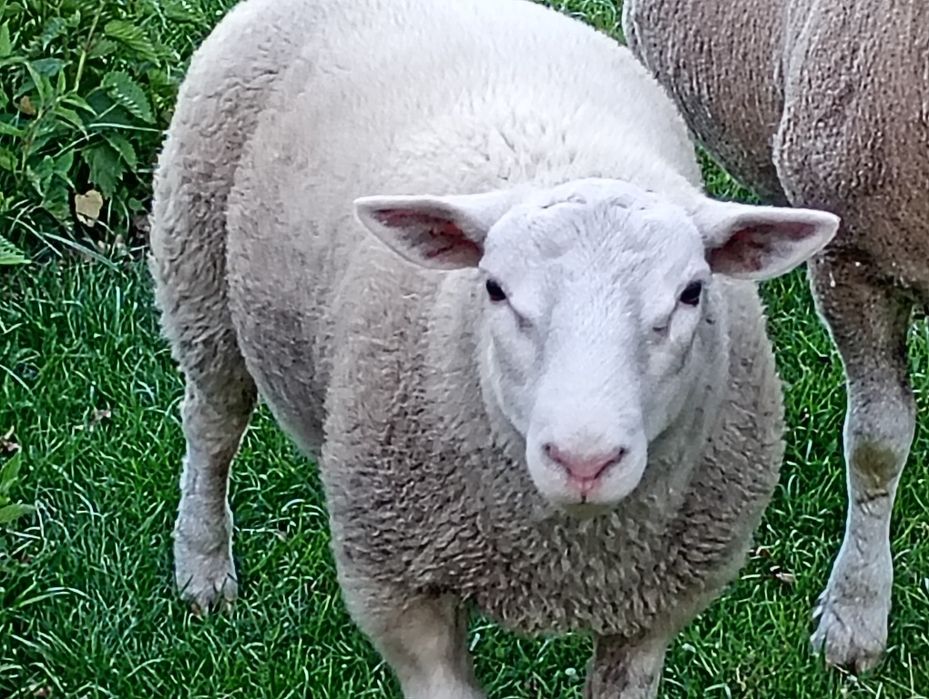 Sprzedam tryka texel