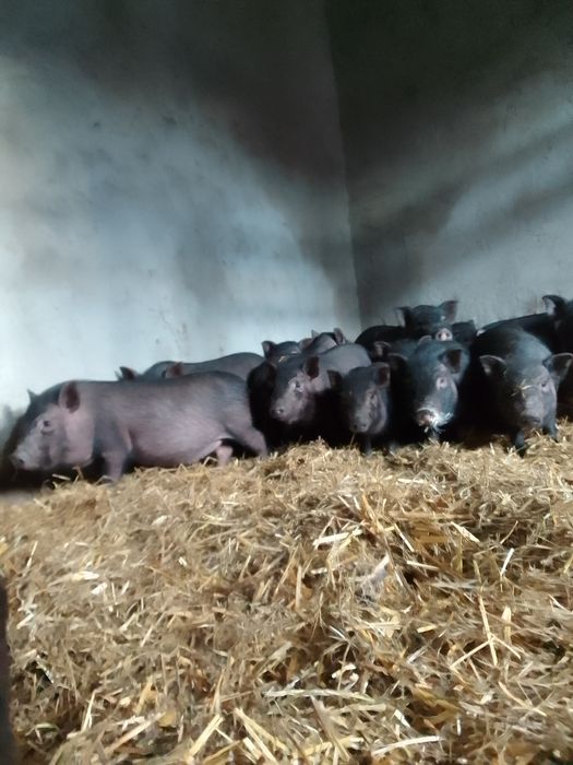 Продам в'єтнамсьні поросятка