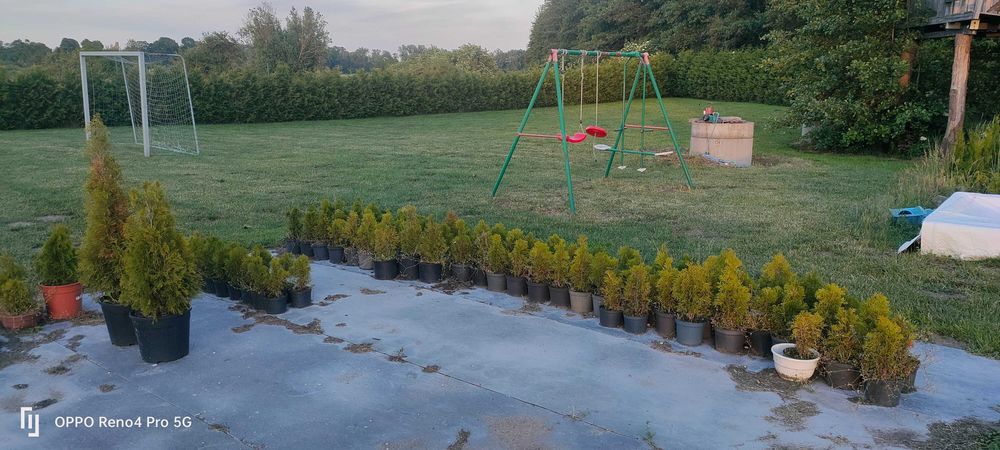 Tuja szmaragd Pyrzyce od 25 do 110cm