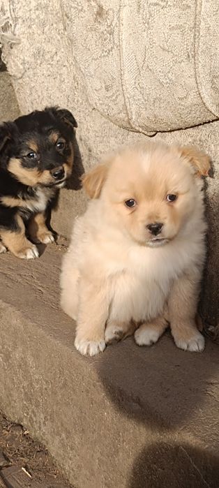 Песики в добрі руки