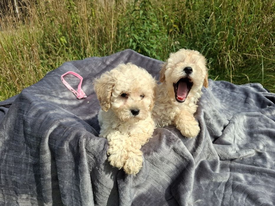 maltipoo szczeniak