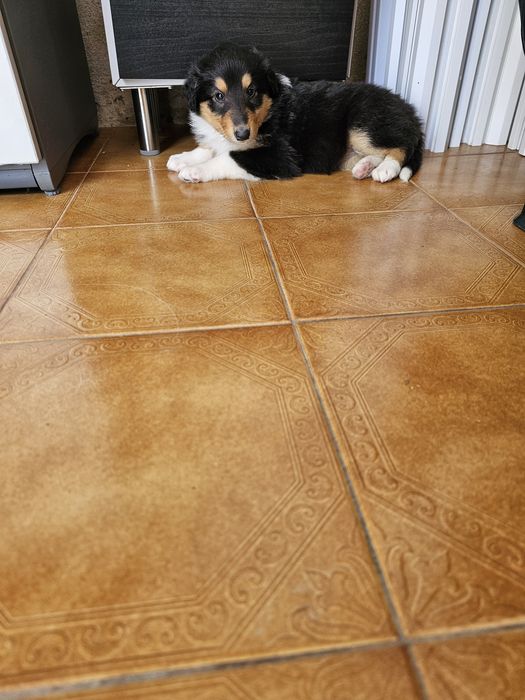 Rough collie fêmeas